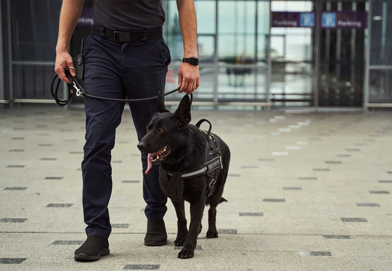 Agent de sécurité cynophile - baobab securitée privée pour personne ou immobilier - ile-de-france idf paris france